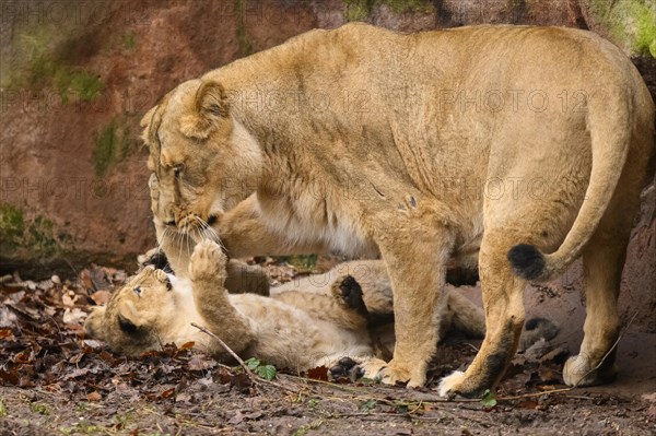 Asiatic lion (Panthera leo persica) lioness playing with her cub, captive, habitat in India