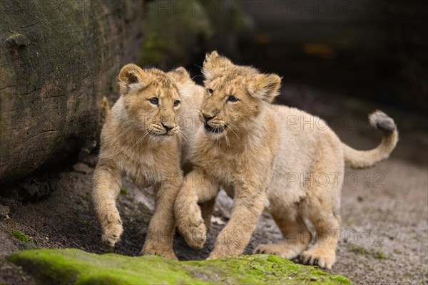 Two Asiatic lion (Panthera leo persica) cubs playing, captive, habitat in India