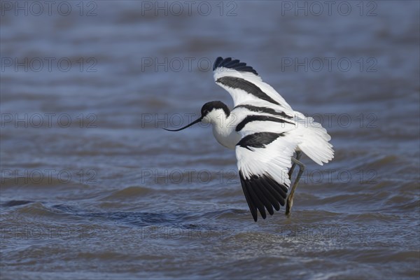 Pied avocet (Recurvirostra avosetta) adult bird landing in a lagoon, England, United Kingdom, Europe