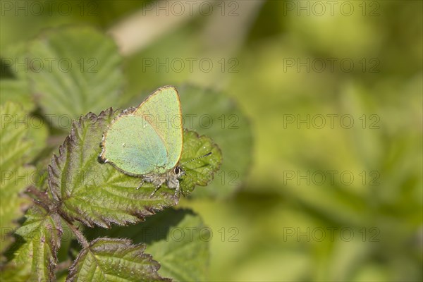 Green hairstreak butterfly (Callophrys rubi) adult on a Bramble leaf, England, United Kingdom, Europe