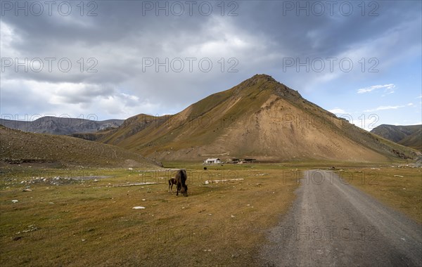 Cows grazing in a meadow, slope in the autumnal Sary Jaz valley, Tien Shan, Kyrgyzstan, Asia