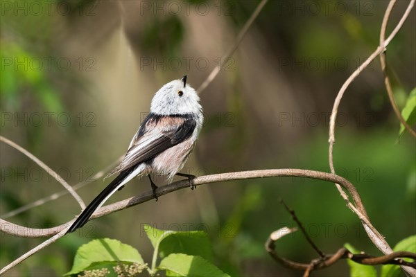 Egg of a Long-tailed tit (Aegithalos caudatus) looking upwards on a twig, Hesse, Germany, Europe