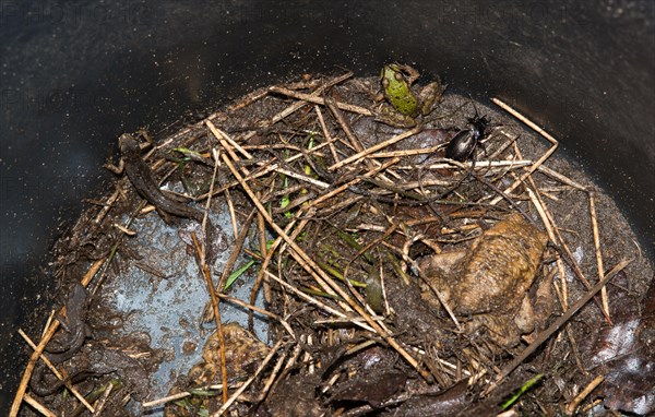 Common toads (Bufo Bufo), green frog (Pelophylax), also water frog, rain beetle (Carabus violaceus), also purple or violet-edged ground beetle, Common newt (Lissotriton vulgaris) (Syn. Triturus vulgaris) and Palmate newt (Lissotriton helveticus) (Syn. Triturus helveticus) in a bucket next to an amphibian fence, amphibians trying to escape from the bucket, caught, trap, protection, rescue, amphibian migration, toad fence, toad migration, species protection, animal welfare, Lower Saxony, Germany, Europe
