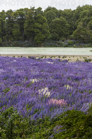Lupin blossoms (Lupinus polyphyllus), Rio Murta, Carretera Austral, Rio Ibanez, Aysen, Chile, South America