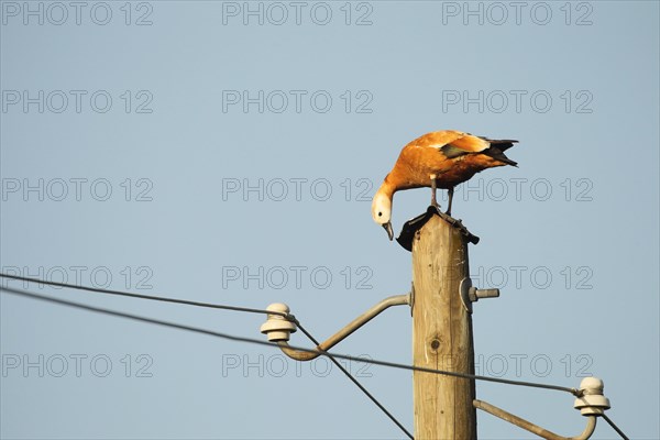 Ruddy shelduck (Tadorna ferruginea) female animal resting on a power pole, Allgaeu, Bavaria, Germany, Europe