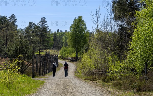 Schoenower Heide nature reserve, Schoenow, Brandenburg, Germany, Europe