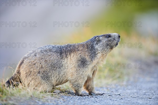 Alpine marmot (Marmota marmota) besinde a trail in summer, Grossglockner, High Tauern National Park, Austria, Europe