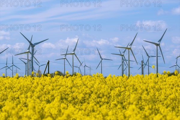 Wind turbines in the Luetetsburg wind farm behind a rape field on the North Sea coast, Hagermarsch, East Frisia, Lower Saxony, Germany, Europe