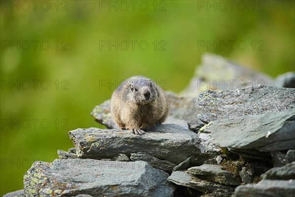 Alpine marmot (Marmota marmota) youngster on a rock in summer, Grossglockner, High Tauern National Park, Austria, Europe