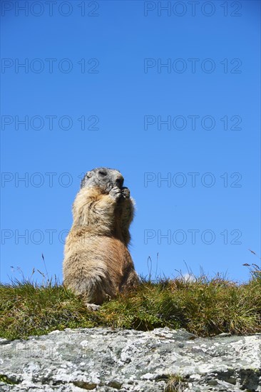 Alpine marmot (Marmota marmota) on a meadow with blue sky in the background in summer, Grossglockner, High Tauern National Park, Austria, Europe