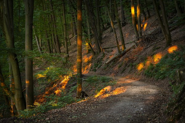 A forest path in a mixed forest with many Beech trees in summer. The evening sun shines into the forest. Hiking trail Neckarsteig. Neckargemuend, Kleiner Odenwald, Baden-Wuerttemberg, Germany, Europe