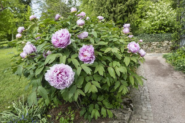 Tree peony (Paeonia suffruticosa), Weimar, Thuringia, Germany, Europe