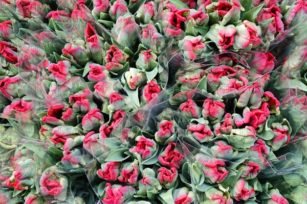 Wrapped red Tulips (Tulipa) in large quantity at a flower market, flower sale, central station, Hamburg, Hanseatic City of Hamburg, Germany, Europe