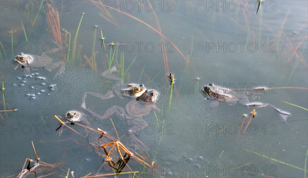 Common frog (Rana temporaria), amphibian of the year 2018, several frogs swimming in a pond with fresh spawn balls during mating season, surrounded by a few stalks of aquatic plants, rushes in a pond, frog spawn, behaviour, reproduction, metamorphosis, Lueneburg Heath, Lower Saxony, Germany, Europe