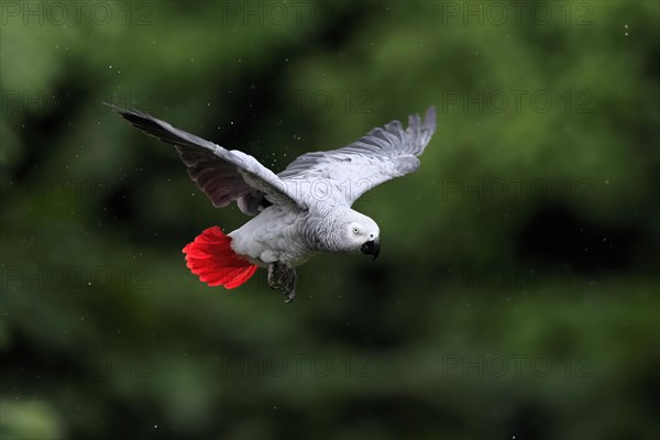 African grey parrot, (Psittacus erithacus timneh), adult, flying, captive