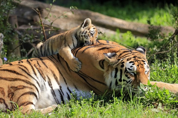 Siberian tiger (Panthera tigris altaica), adult, female, young animal, mother with young, captive