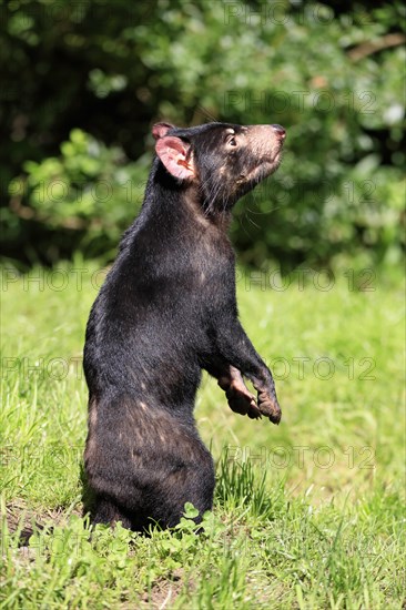 Tasmanian devil (Sarcophilus harrisii), adult, alert, upright, captive, Tasmania, Australia, Oceania