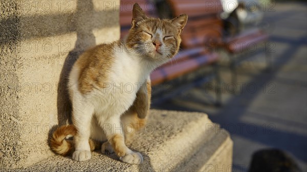 Relaxed orange and white cat leaning against a sunlit wall, Lindos, Rhodes, Dodecanese, Greek Islands, Greece, Europe