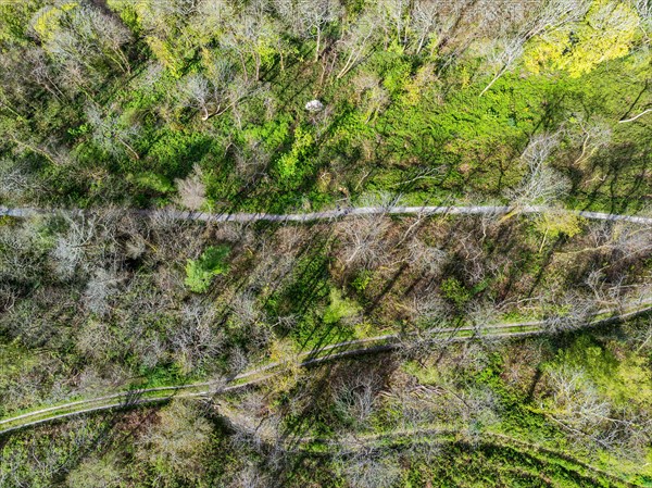 Top Down over Forest from a drone, Long Wood, River Dart, Dartmouth, Kingswear, Devon, England, United Kingdom, Europe
