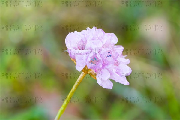 Sea thrift (Armeria maritima), also common Lady's Cushion, Flower of the Year 2024, focus on a delicate purple (violet, pink) flower, flower head, close-up with dewdrops, raindrops, water droplets on the petals, against a blurred background, endangered species, endangered species, species protection, nature conservation, close-up, macro photograph, Lower Saxony, Germany, Europe