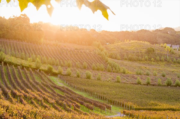 Vineyard of grapes in the Vale dos Vinhedos in Bento Goncalves, a gaucho wine