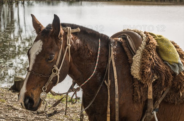 Horses of the Creole breed in farm, Cambara do sul, Rio Grande do sul, Brazil, South America