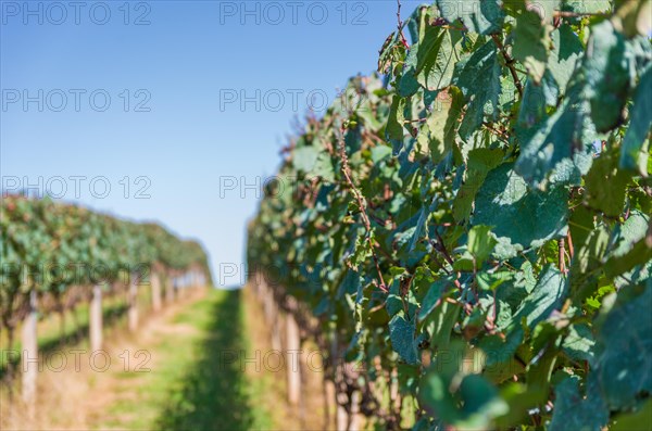 Vineyard of grapes in the Vale dos Vinhedos in Bento Goncalves, a gaucho wine