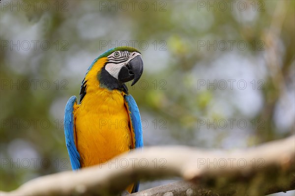 Blue and yellow macaw (Ara ararauna), animal portrait, captive, occurrence South America, Hesse, Germany, Europe