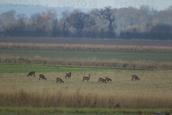 Roe deer (Capreolus capreolus) eight adult animals on farmland, Suffolk, England, United Kingdom, Europe