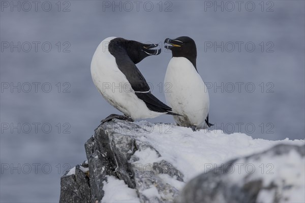 Razorbill (Alca torda), couple, greeting, in the snow, Hornoya, Hornoya, Varangerfjord, Finmark, Northern Norway