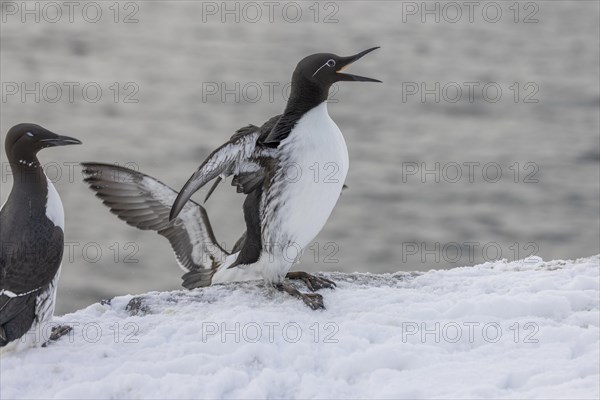 Common guillemot (Uria aalgae), ringed guillemot with open beak, in the snow, Hornoya, Hornoya, Varangerfjord, Finmark, Northern Norway