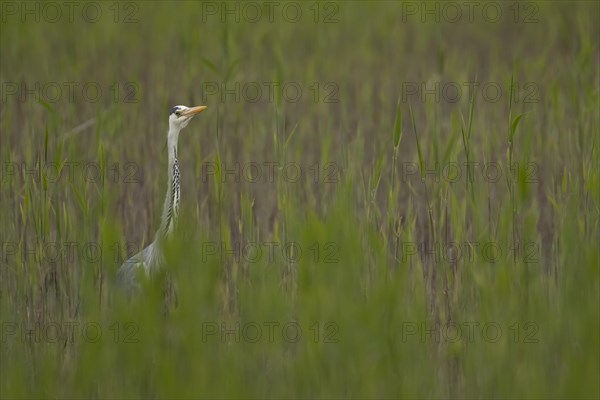 Grey heron (Ardea cinerea) adult bird in a reedbed, England, United Kingdom, Europe