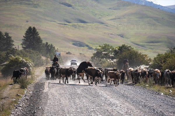 Riders driving a herd of cows on the road, Kyrgyzstan, Asia