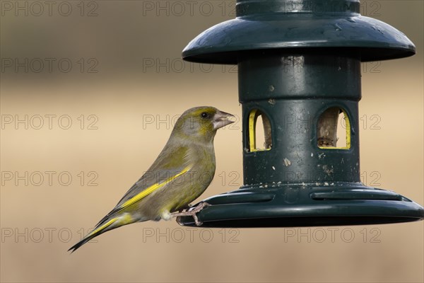 European greenfinch (Chloris chloris) adult male bird on a garden bird feeder, England, United Kingdom, Europe