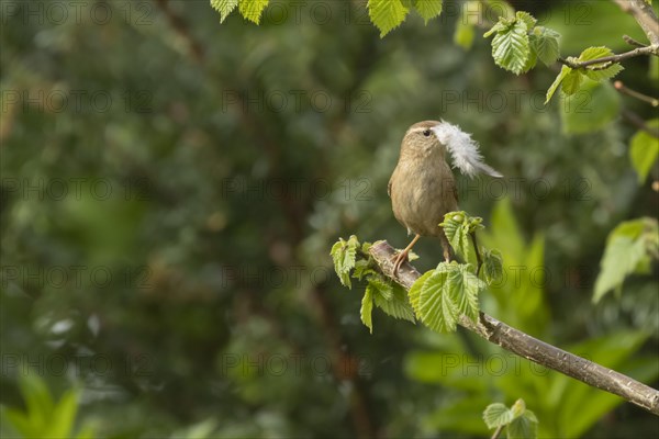 European wren (Troglodytes troglodytes) adult bird with a feather for nesting material in its beak on a Hazel tree branch, England, United Kingdom, Europe