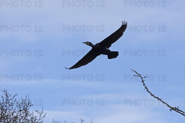 Cormorant in flight (Phalacrocorax carbo), Geltinger Birch, Goldhoeft, Nieby, Schlei, Schleswig-Holstein, Germany, Europe