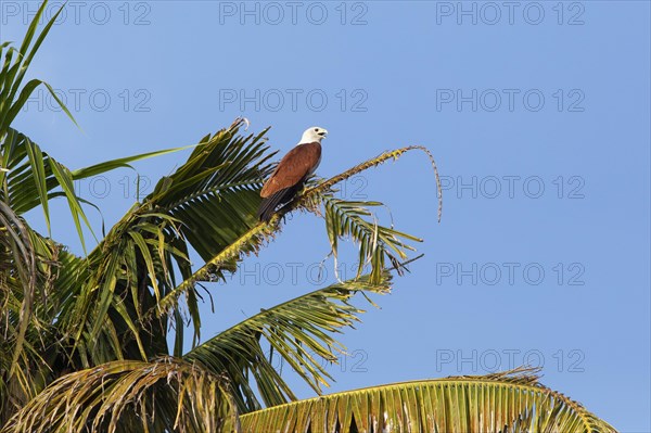 Brahminy kite (Haliastur indus) or Brahminy kite on a Palm tree, Backwaters, Kumarakom, Kerala, India, Asia
