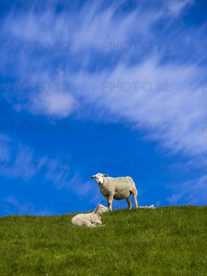 A sheep and a lamb on the dyke at the natural beach Hilgenriedersiel on the North Sea coast, Hilgenriedersiel, East Frisia, Lower Saxony, Germany, Europe