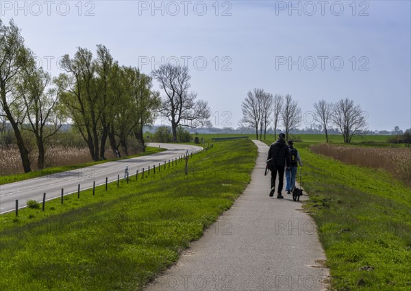 Walkers on a cycle path in the countryside, Moenchgut, Ruegen, Mecklenburg-Western Pomerania, Germany, Europe