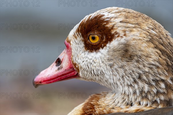 Egyptian geese (Alopochen aegyptiaca), head, portrait, on the banks of the Main, Offenbach am Main, Hesse, Germany, Europe