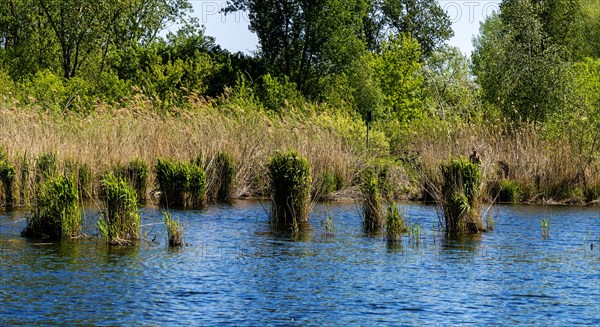 Nature at the large cleaning pond in Beech Forest, Hobrechtswald, Beech, Brandenburg, Germany, Europe