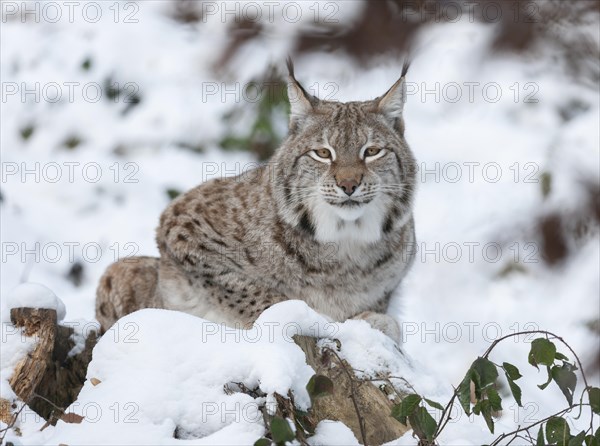 Eurasian Lynx (Lynx lynx) sitting on a tree trunk in the snow and looking attentively, captive, Germany, Europe
