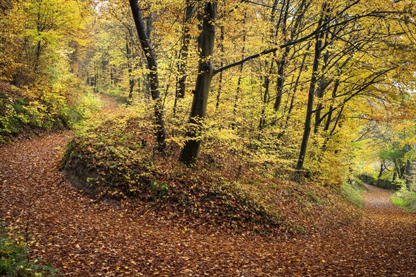 A forest path in a mixed forest with many deciduous trees, including many Beech trees, in autumn. Colourful autumn leaves. Neckargemuend, Kleiner Odenwald, Baden-Wuerttemberg, Germany, Europe