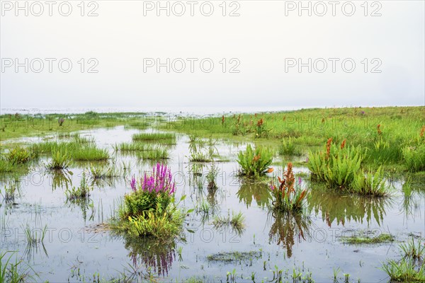 Flowering purple loosestrife (Lythrum salicaria) in a wetland a misty summer day