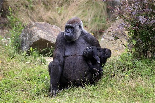 Western gorilla (Gorilla gorilla), adult, female, mother, young animal, baby, social behaviour, sitting, on ground, captive, western Africa