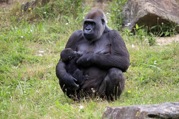 Western gorilla (Gorilla gorilla), adult, female, mother, young animal, baby, suckling, social behaviour, sitting, on ground, captive, western Africa