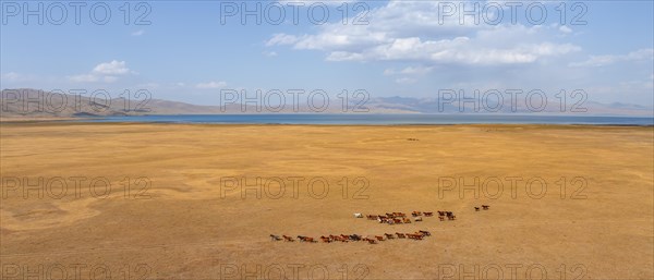 Herd of horses, Aerial view, Vast empty landscape at the mountain lake Song Kul in autumn, Moldo Too Mountains, Naryn region, Kyrgyzstan, Asia