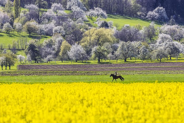 Blossoming fruit trees in the orchards of the Swabian Alb, rider with horse, spring near Bissingen an der Teck, Baden-Wuerttemberg, Germany, Europe