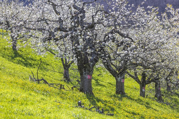 Cherry blossom in Hepsisau on the Albtrauf of the Swabian Alb, Weilheim an der Teck, Baden-Wuerttemberg, Germany, Europe