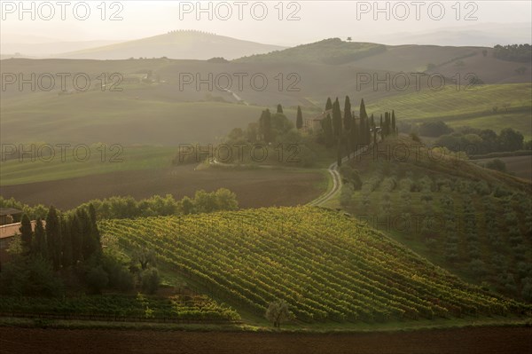 Warm light over a vineyard in Tuscany with a house surrounded by cypress trees, Italy, Tuscany, Podere Belvedere, Val d'Orcia, Pienza, Siena Province, Europe